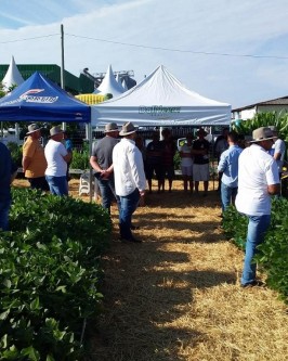 Produtores marcam presença no 3º Dia de Campo da Copagro - Foto 4