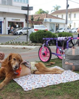 1ª Cãominhada da Apa realizada em São Ludgero foi sucesso absoluto - Foto 51