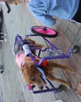 1ª Cãominhada da Apa realizada em São Ludgero foi sucesso absoluto - Foto 6