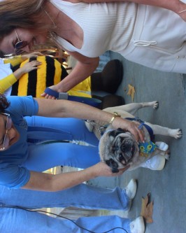 1ª Cãominhada da Apa realizada em São Ludgero foi sucesso absoluto - Foto 29
