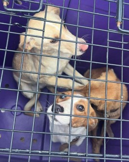 Vigilância Sanitária confirma denúncia de maus tratos a cães em São Ludgero - Foto 2 Vigilância Sanitária confirma denúncia de maus tratos a cães em São Ludgero - Foto 2