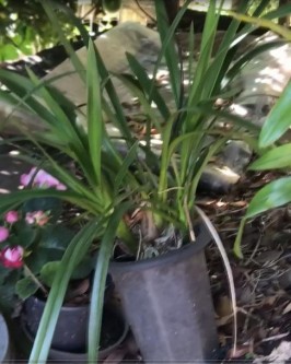 Alerta! Situação é gravíssima em relação ao mosquito Aedes Aegypti em São Ludgero - Foto 1 Alerta! Situação é gravíssima em relação ao mosquito Aedes Aegypti em São Ludgero - Foto 1
