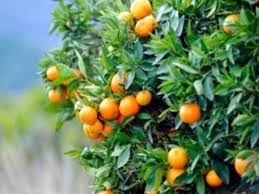 Pedidos de mudas frutíferas e ornamentais poderão ser feitos nos dias 25,26 e 27 de maio