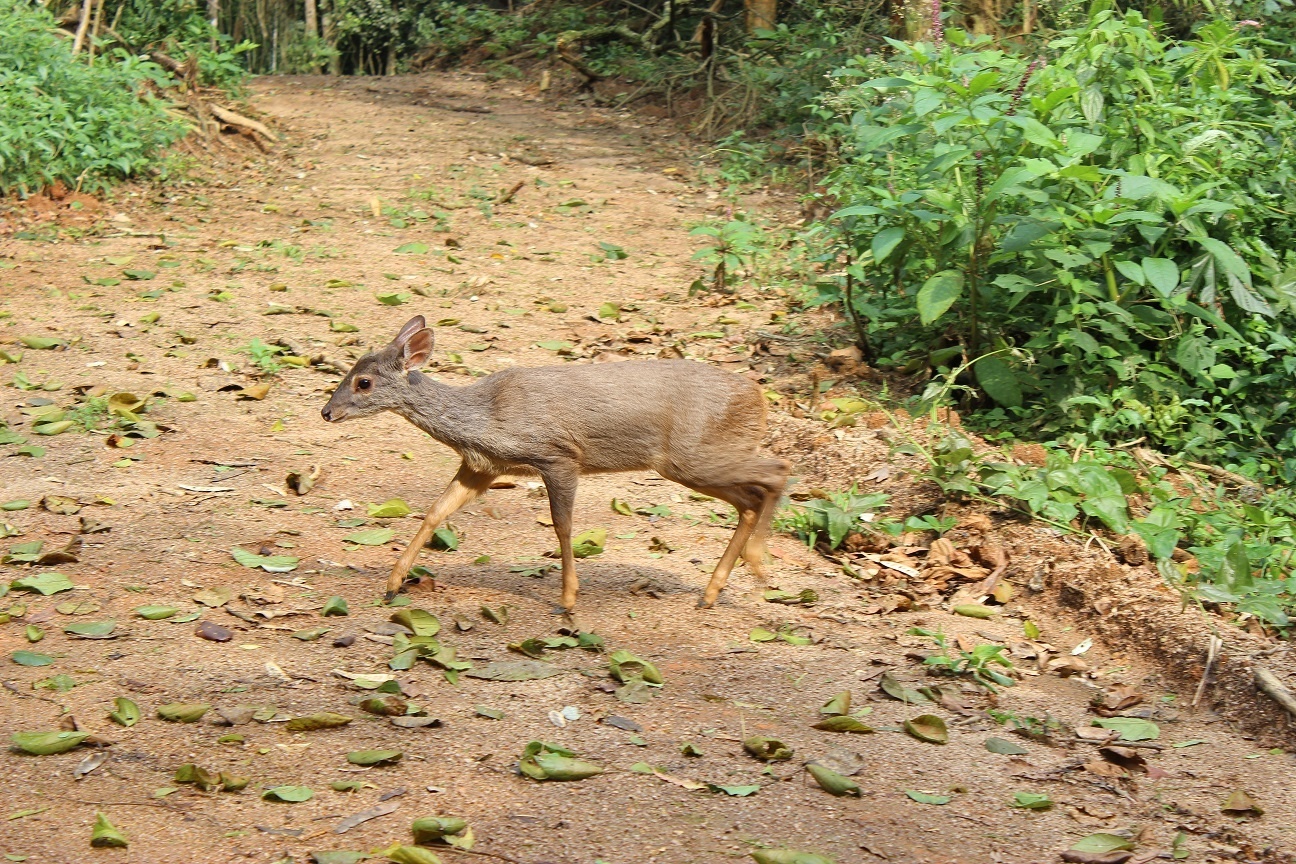 Veado campeiro é visto na comunidade do Santo Antônio