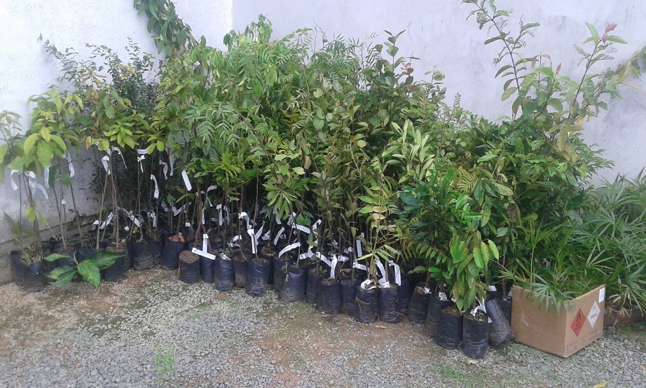 Mudas nativas disponibilizadas pelo Comitê da Bacia Hidrográfica do Rio Tubarão serão...