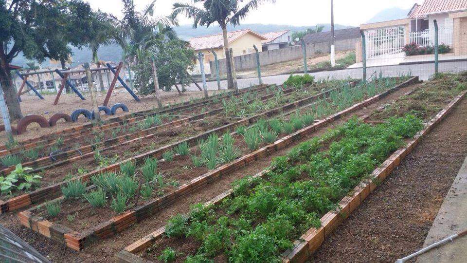 Horta escolar permite que alunos acompanhem todo processo de cultivo