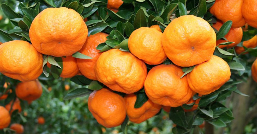 Este ano foram 1475 mudas frutíferas e ornamentais disponibilizadas a preços menores