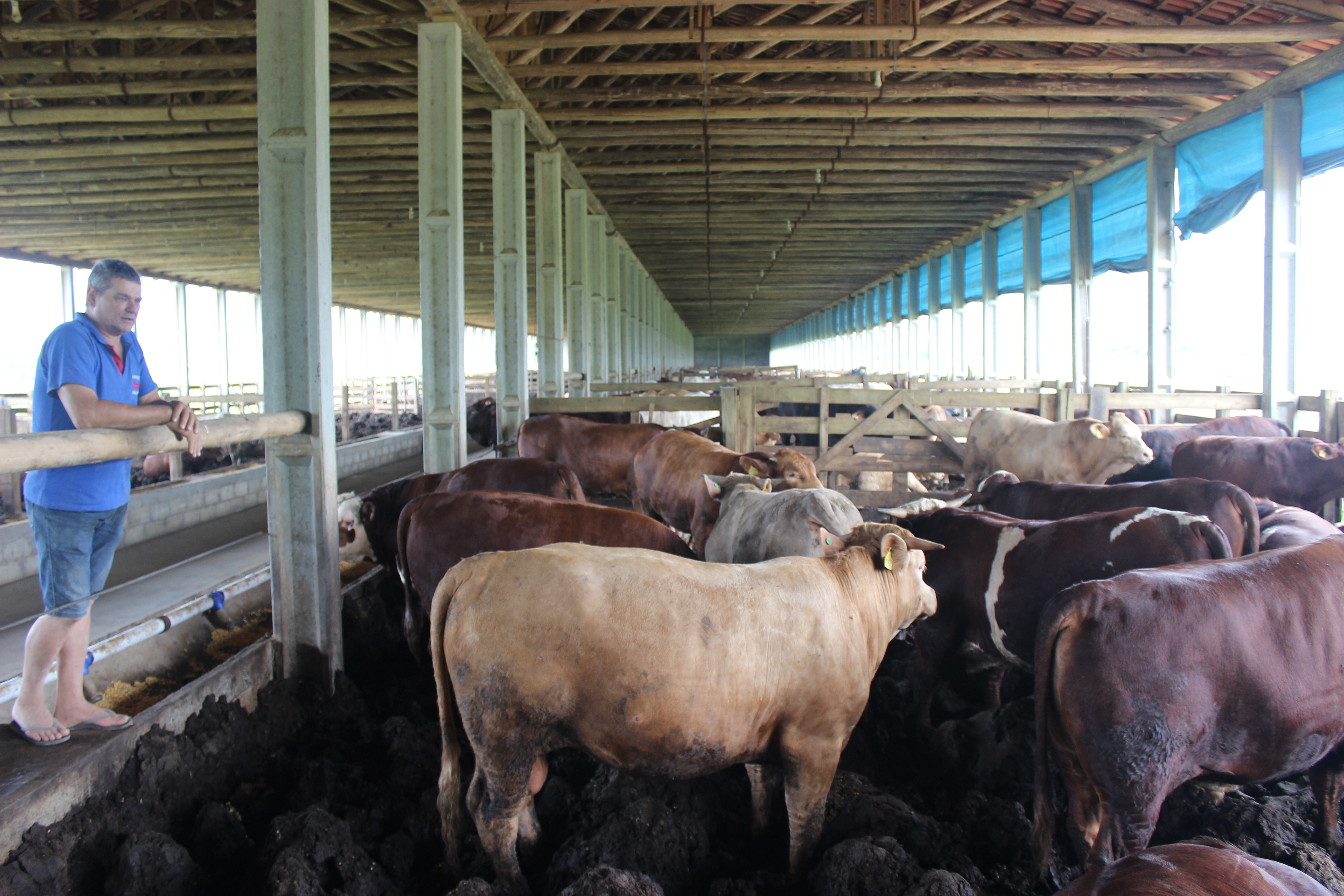 São Ludgero é o maior produtor de bovinos para abate da Microrregião de Tubarão e 5º no estado...