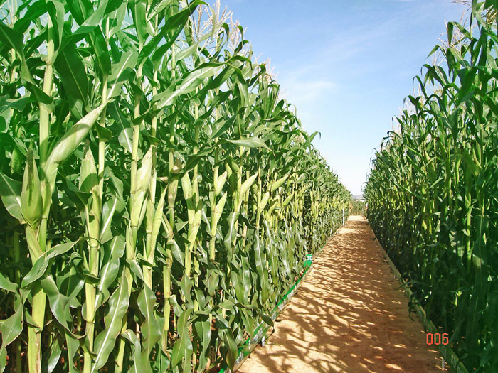Tarde de Campo em São Ludgero ensina técnicas para aumentar a produção de milho e qualidade da...