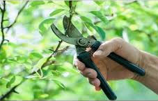 Recolhimento das podas de árvores em São Ludgero encerra no dia 19 de dezembro