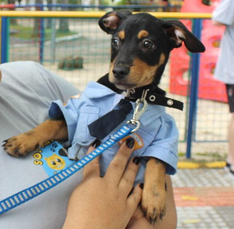 São Ludgero realiza no dia 12 de dezembro mais uma Feira para Adoção de Cães e Gatos
