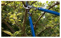 Último recolhimento de podas de árvores do ano em São Ludgero acontece nos dias 17 e 18 de...