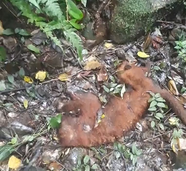 Macaco é encontrado morto na comunidade de Santo Antônio. O ocorrido alerta para que as pessoas...