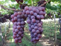 Prazo para pedidos de mudas frutíferas, nativas e ornamentais é até amanhã, quarta-feira, 30 de...