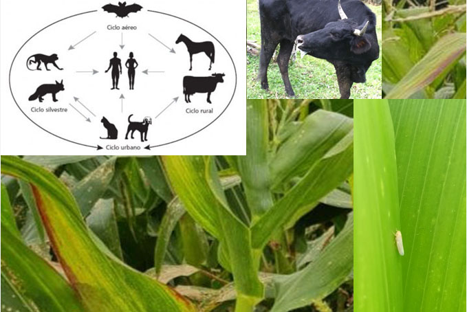 Ponte Baixa é a primeira comunidade de São Ludgero que recebe reunião para esclarecer sobre a...