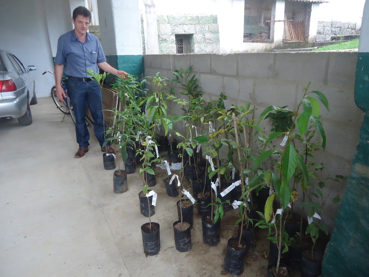 São Ludgero recebe e distribui 551 mudas nativas e nativas frutíferas