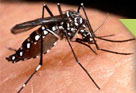 São Ludgero se protege contra Dengue reforçando o trabalho preventivo