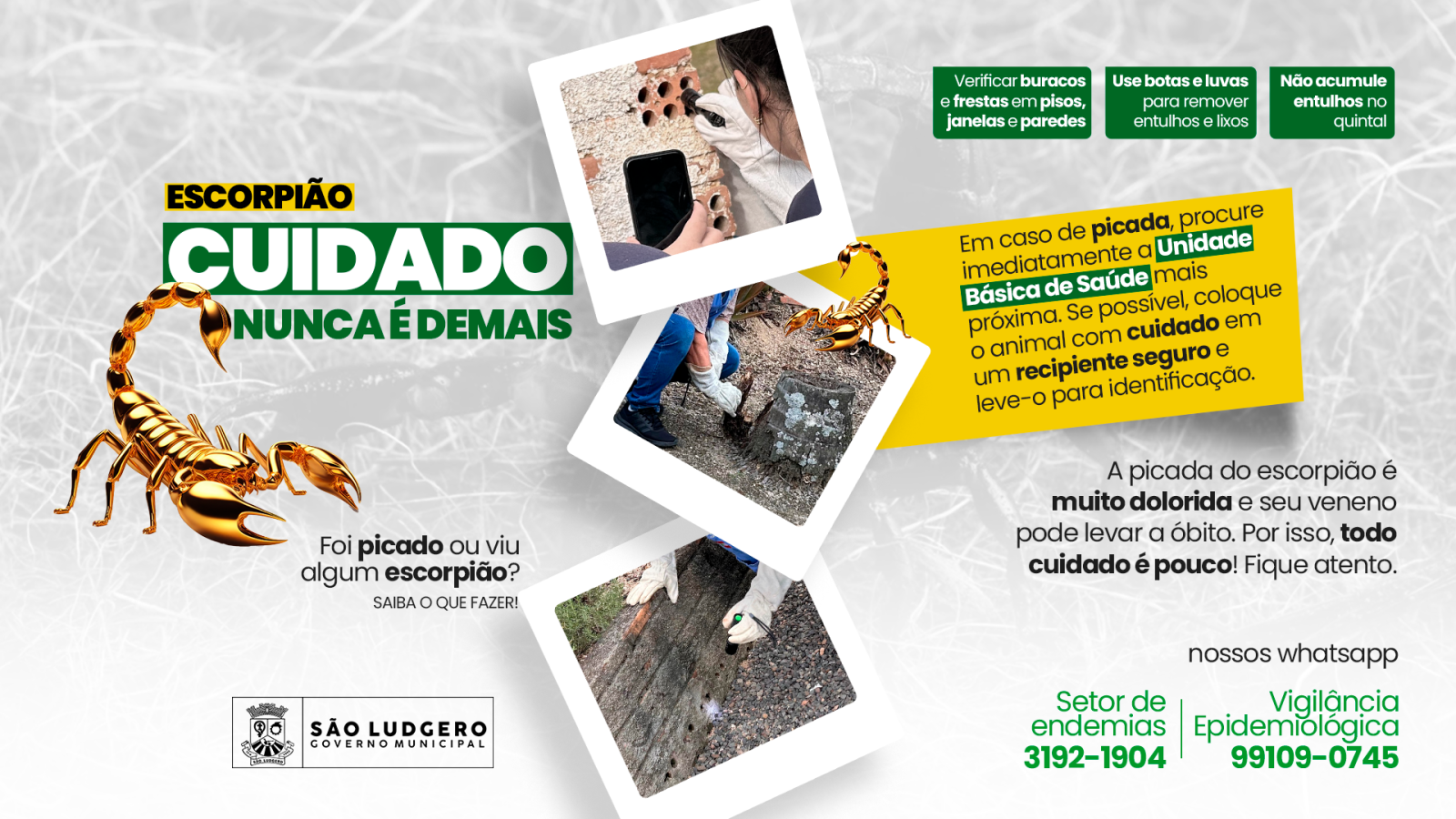 Alerta: Aumento de Ocorrências com Escorpiões em São Ludgero