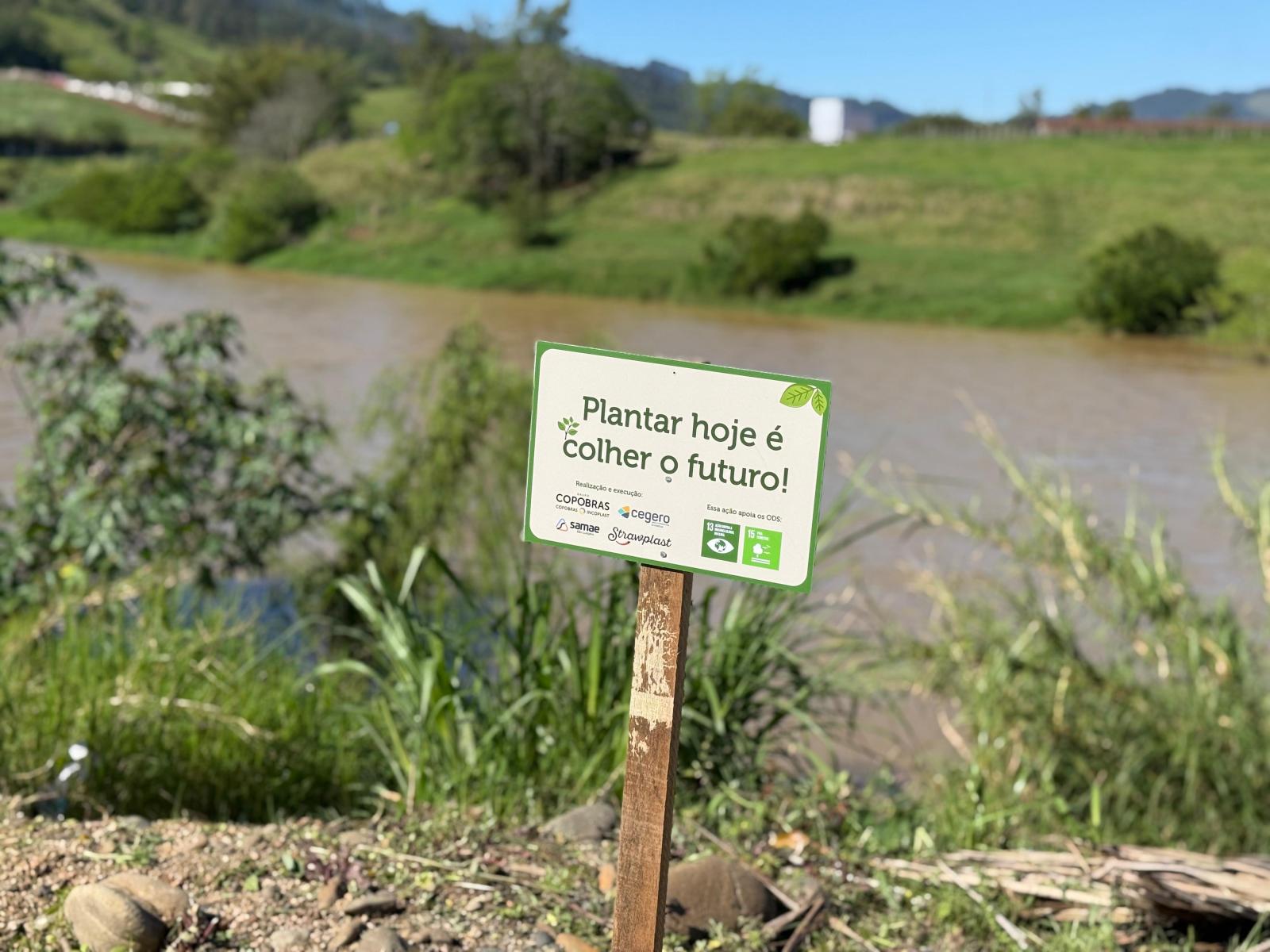 Unidos pelo meio ambiente: instituições realizam plantio de mudas em São Ludgero